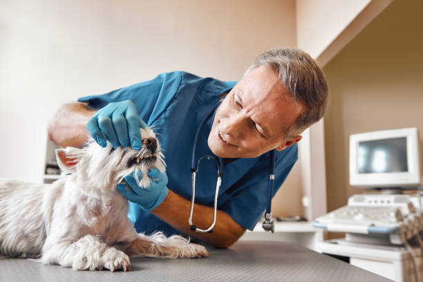 Best Emergency Tooth Extraction in Centerville, PA